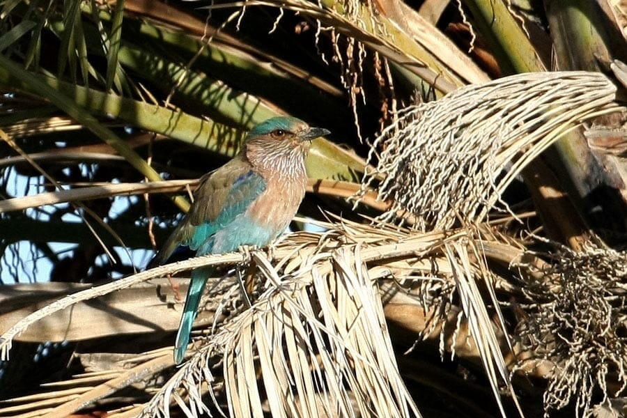 Indian Roller perching on a palm tree