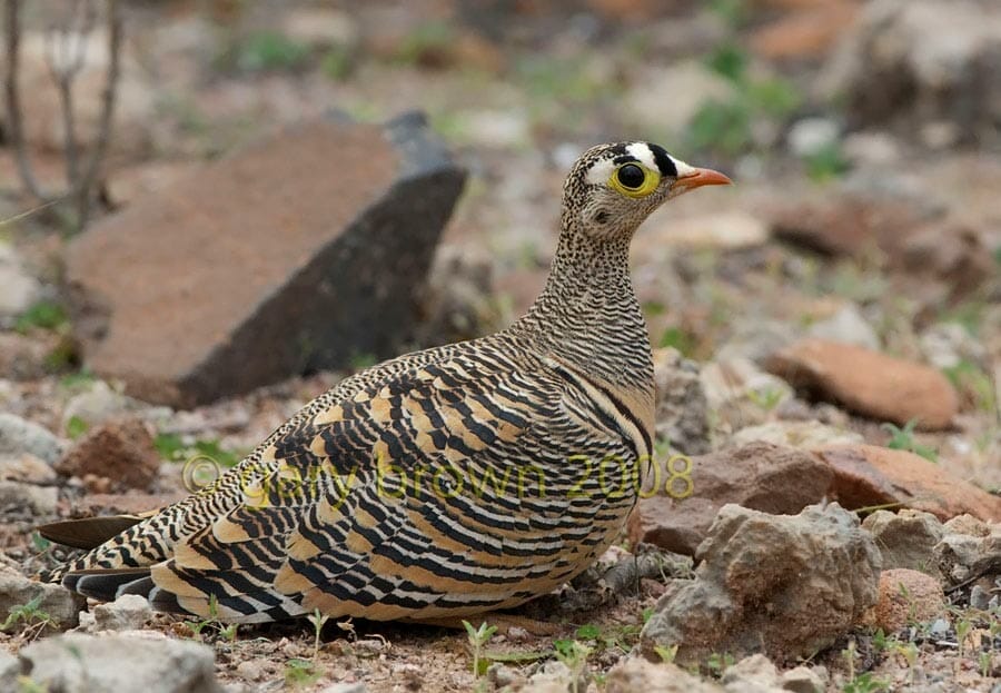 Lichtenstein's Sandgrouse sitting on ground