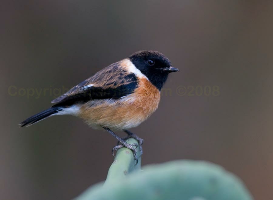 Arabian Stonechat Saxicola torquatus felix perchinh on cactus tree