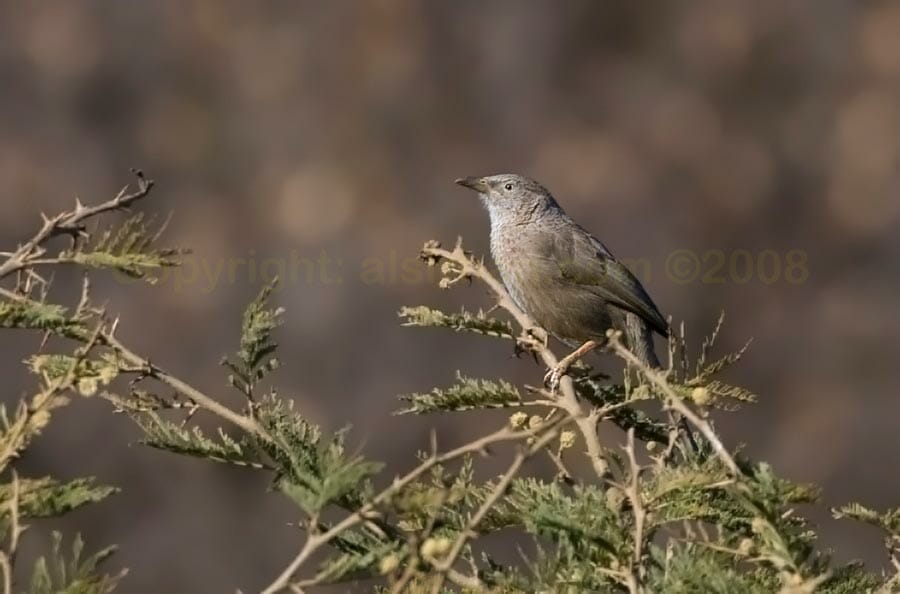 Arabian Babbler on a tree