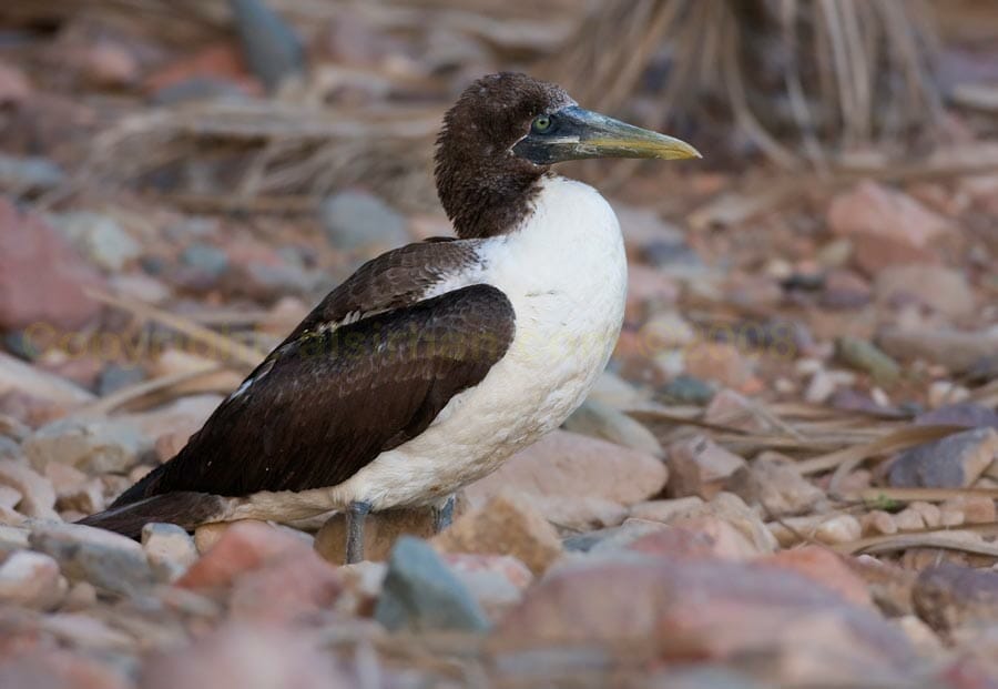 Masked Booby on ground
