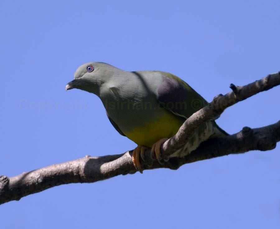 Bruce’s Green Pigeon perching on a branch