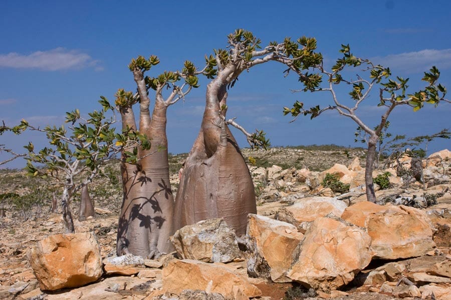 Desert Rose Tree Adenium obesum in Socotra