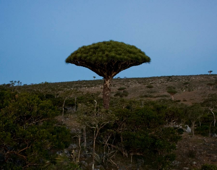 Dragon’s Blood Tree Dracaena cannibari at dawn