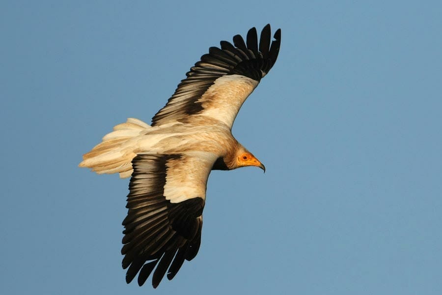 Egyptian Vulture  in flight