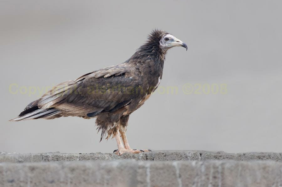 Egyptian Vulture standing on a wall