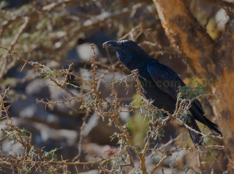Fan-tailed Raven on a tree