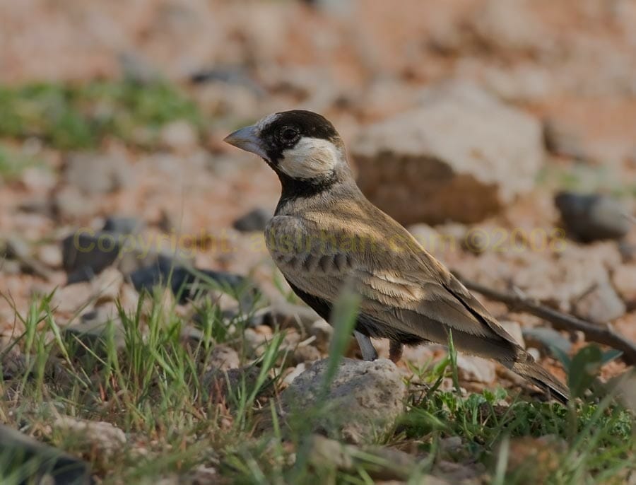 Black-crowned Sparrow-Lark  perching on the ground