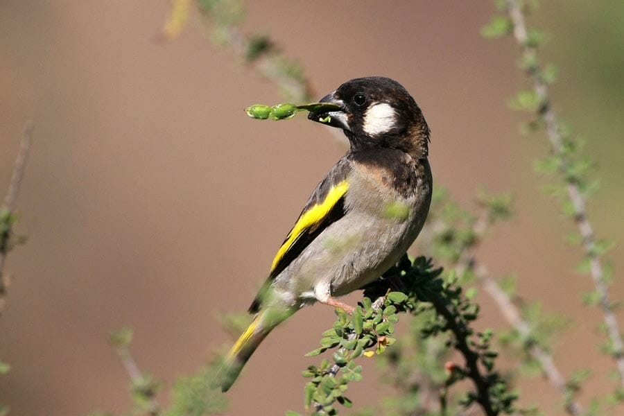 Socotra Golden-winged Grosbeak  perching on a branch of a tree