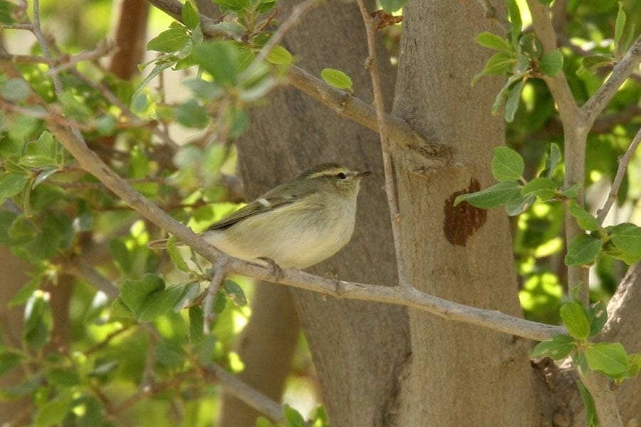 Hume's Leaf Warbler on a tree