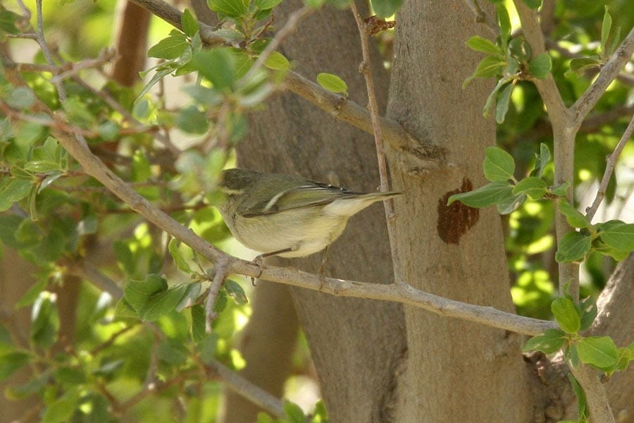 Hume's Leaf Warbler on a tree