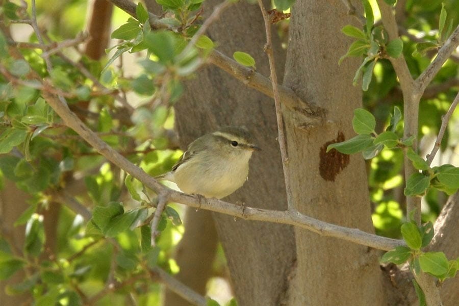 Hume's Leaf Warbler on a tree