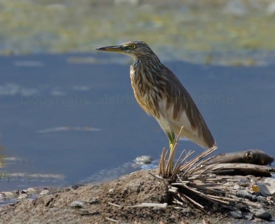 Indian Pond Heron standing on ground