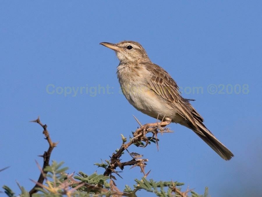 Long-billed Pipit  perching on a branch