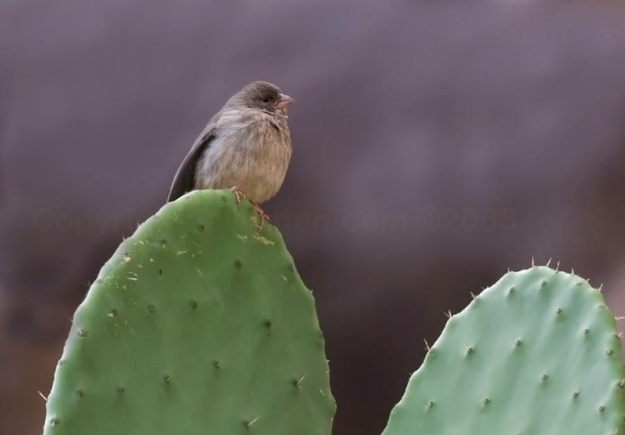 Olive-rumped Serin on cactus leaf