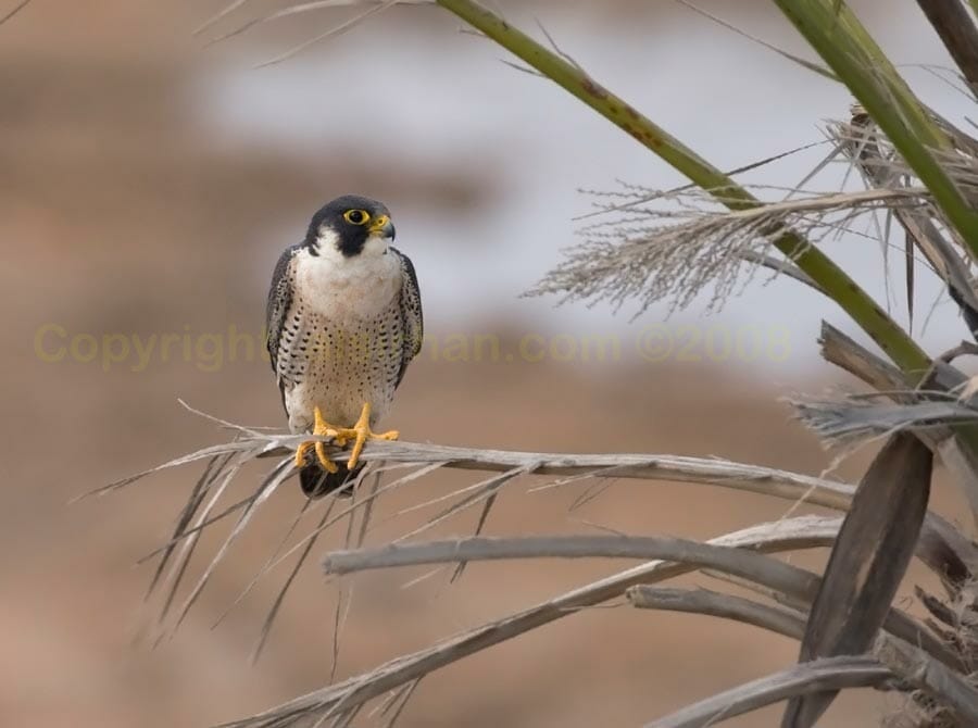 Peregrine Falcon perching on a branch