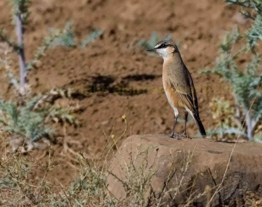 Red-breasted Wheatear Oenanthe bottae perching on a rock