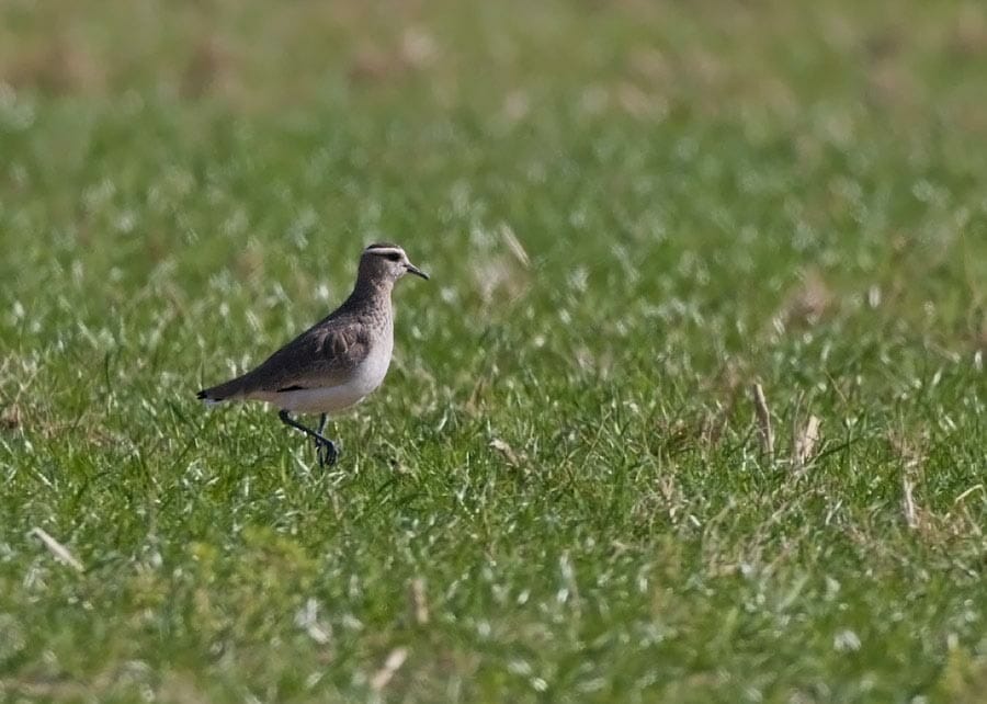 Sociable Lapwing