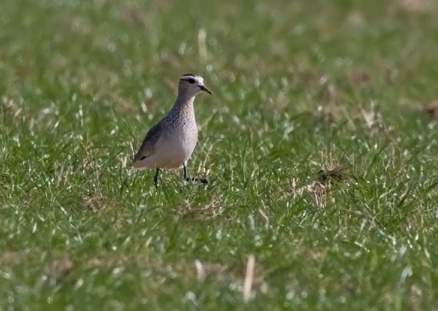 Sociable Lapwing