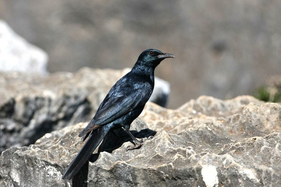 Socotra Starling perching on a rock