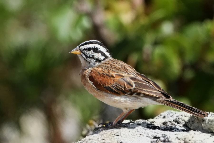 Socotra Bunting perched ona rock