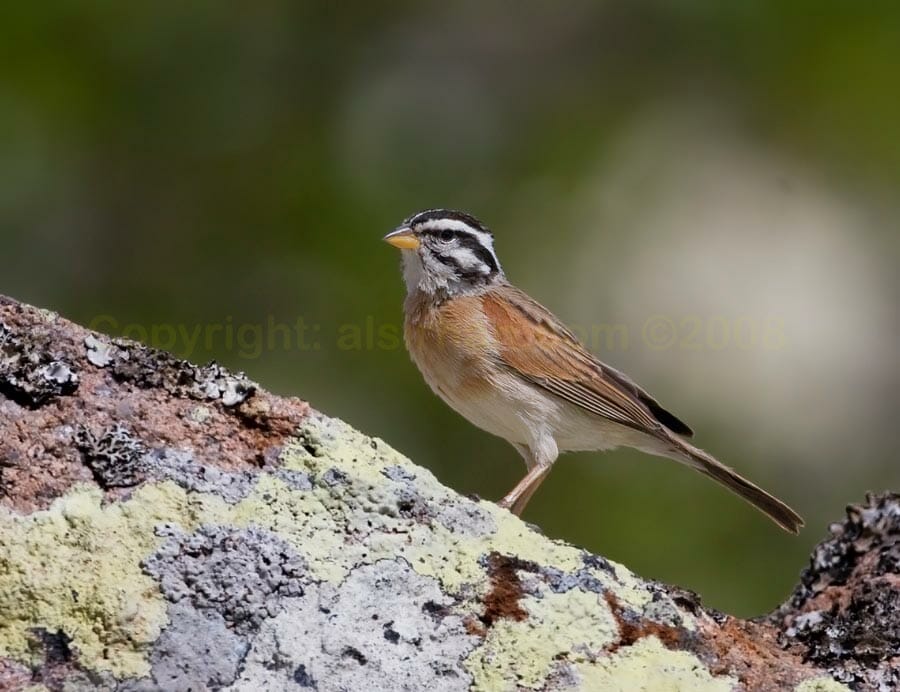 Socotra Bunting perched ona rock