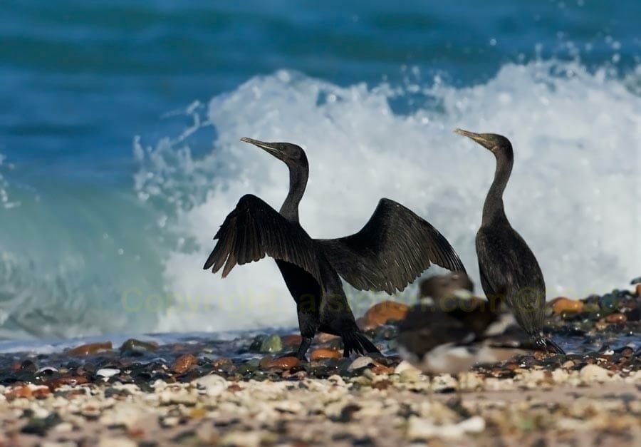Two Socotra Cormorants standing against sea water