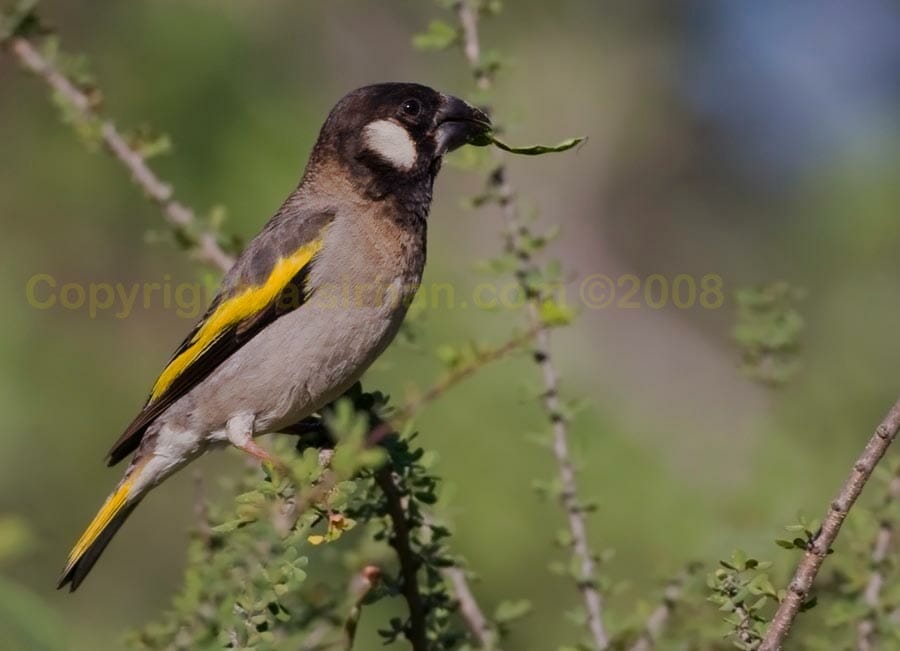 Socotra Golden-winged Grosbeak perching on a branch of a tree