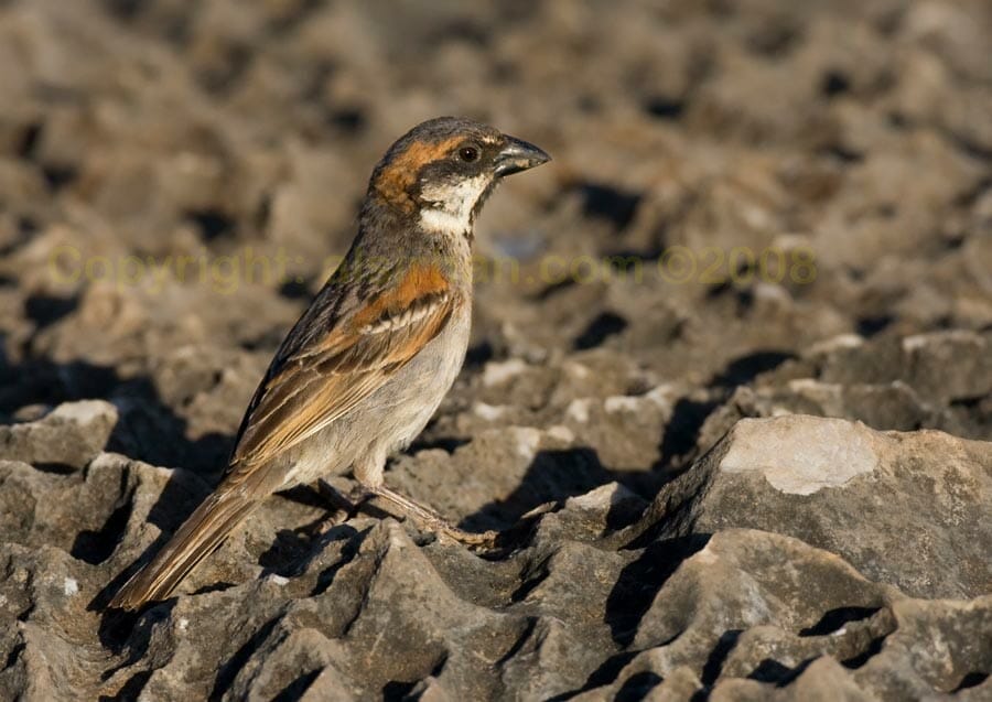 Socotra Sparrow perching on a rock