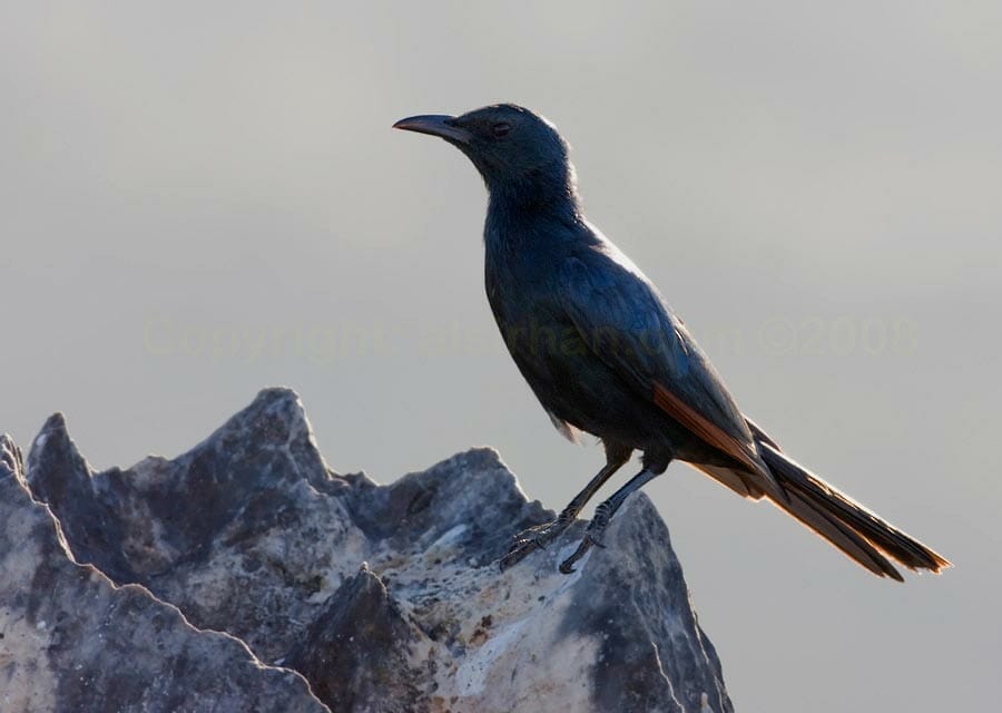 Socotra Starling perching on a rock