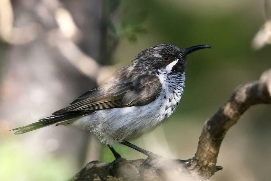 Socotra Sunbird  on a branch