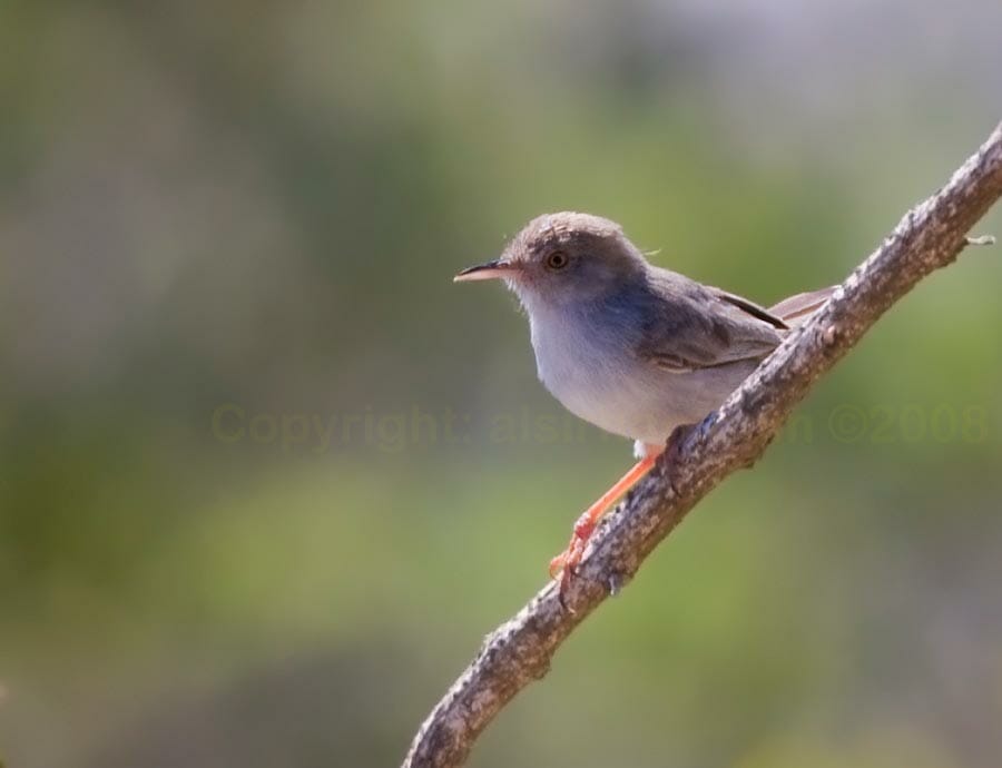 Socotra Warbler perching on a plant