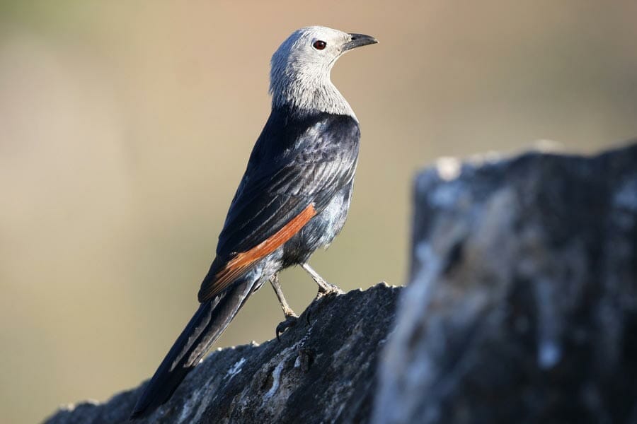 Somali Starling on a rock