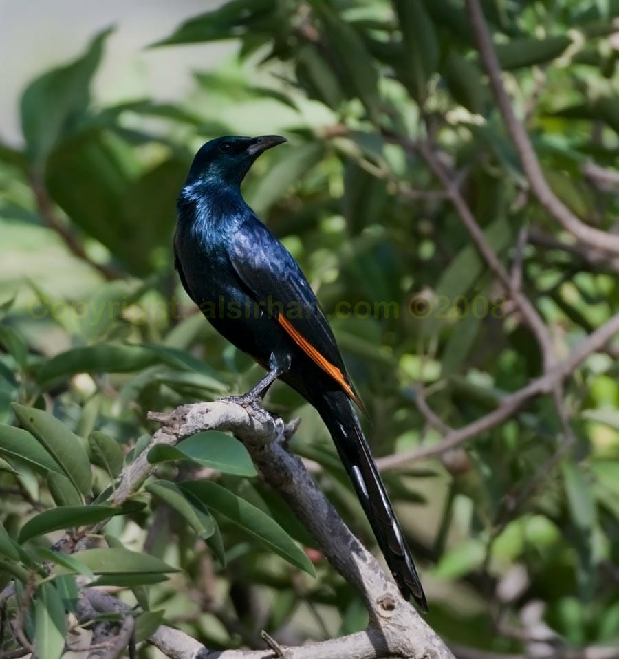 Somali Starling perching on a tree