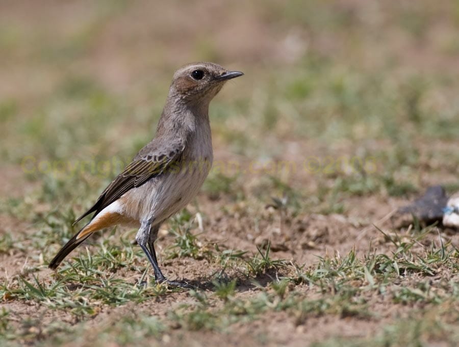 Arabian Wheatear perching on ground