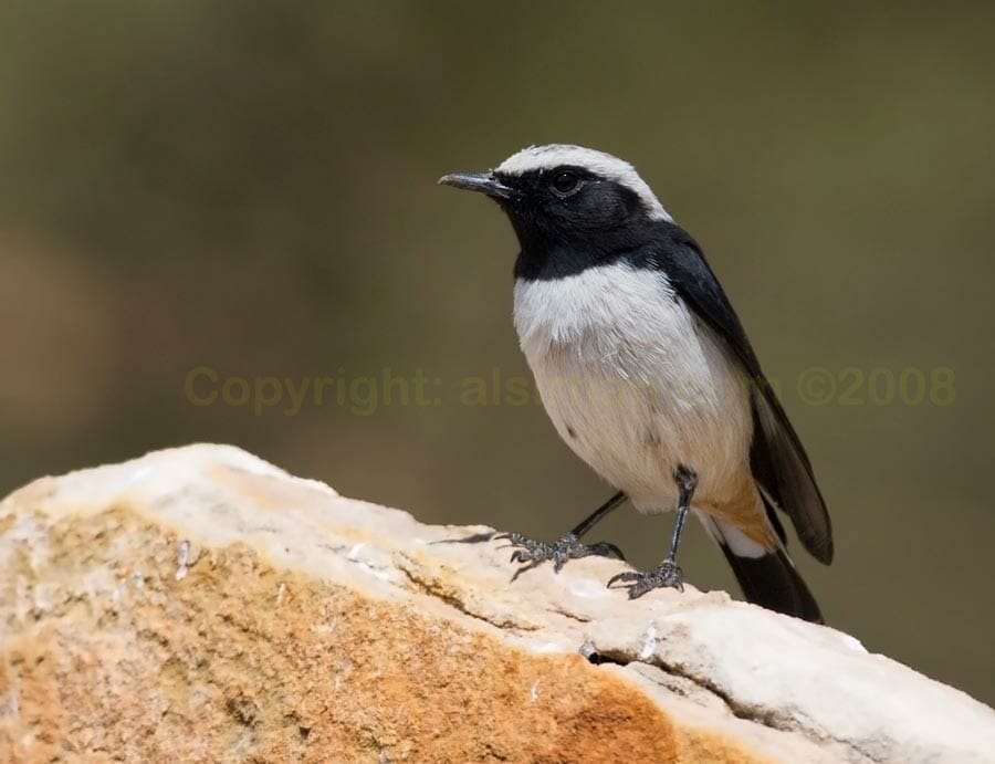 Arabian Wheatear perching on a rock