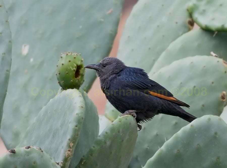 Tristram’s Starling feeding on cactus