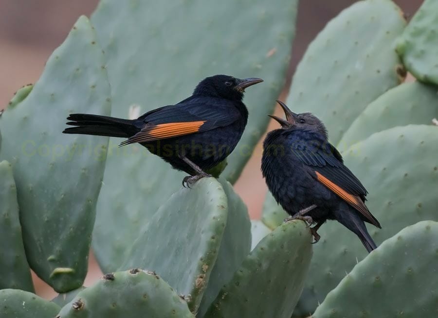 Tristram’s Starling feeding young