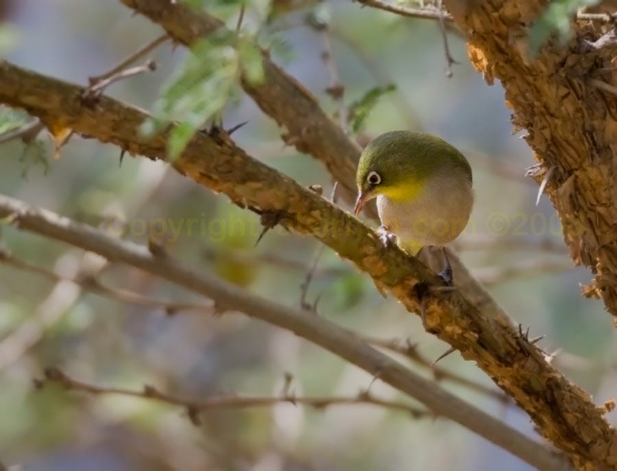 Arabian White-eye on a tree