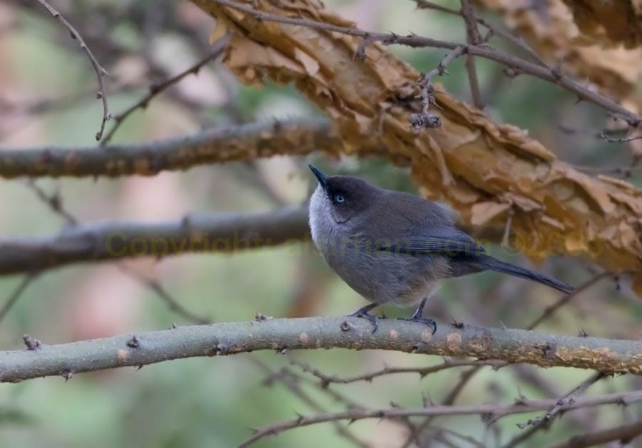 Yemen Warbler perched on a branch of a tree