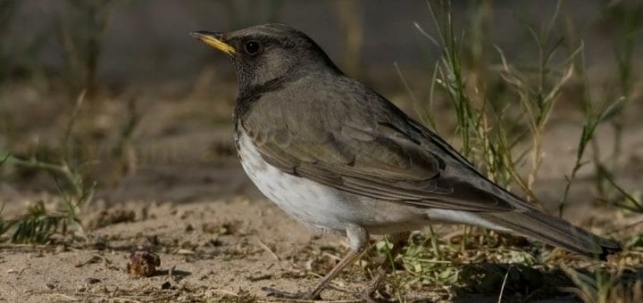 Black-throated Thrush standing on the ground