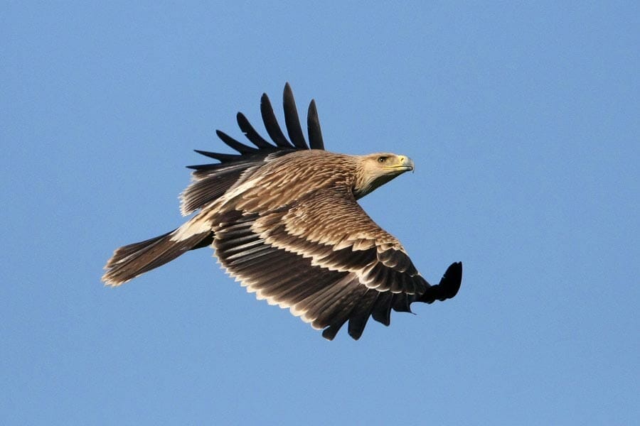 Eastern Imperial Eagle in flight