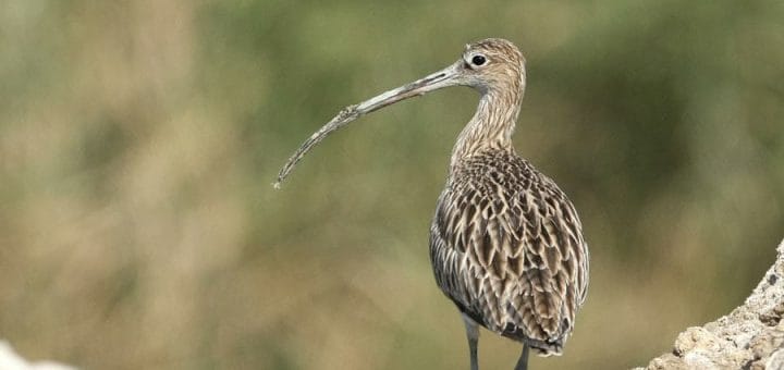 Eurasian Curlew standing on the ground