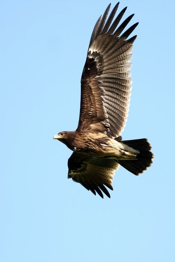 Greater Spotted Eagle in flight
