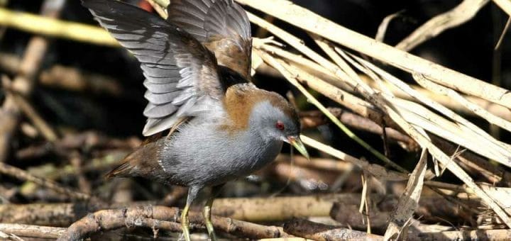 Little Crake flapping wings on ground