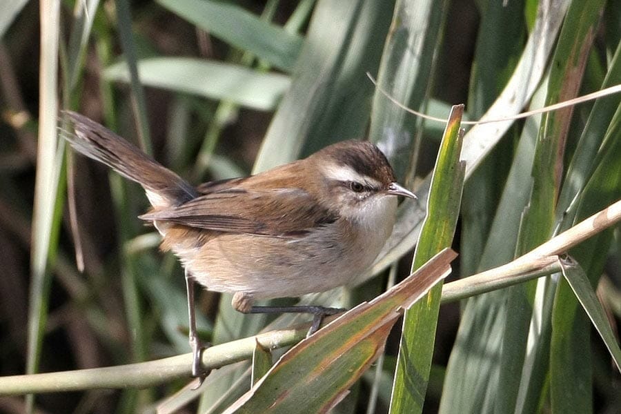Moustached Warbler on a reed stems