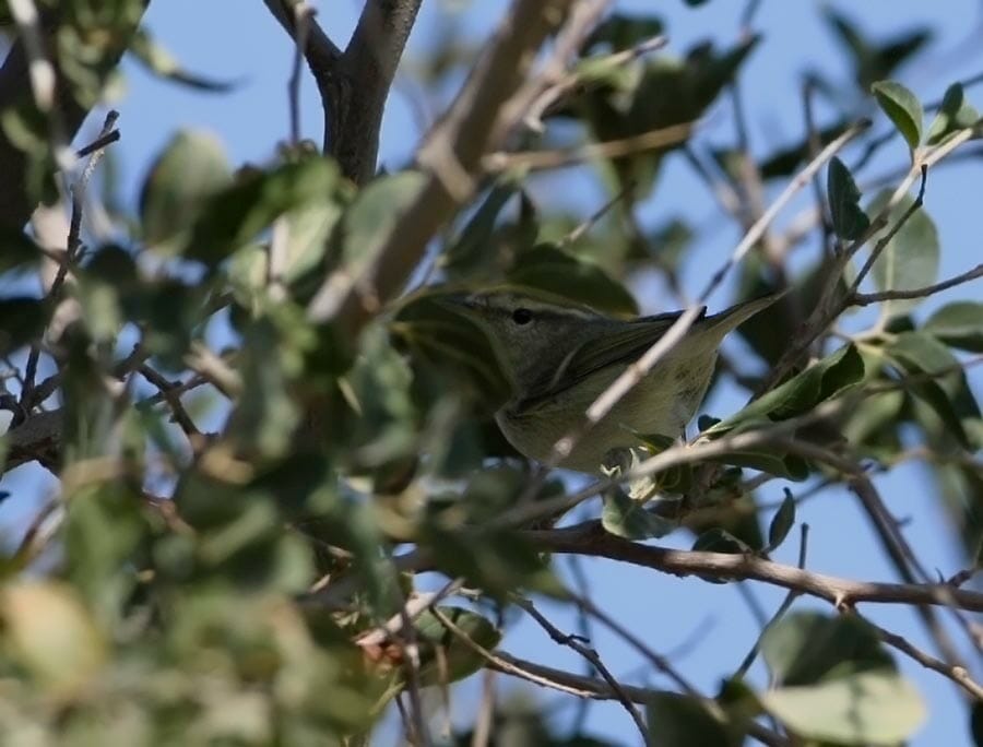 Hume's Leaf Warbler