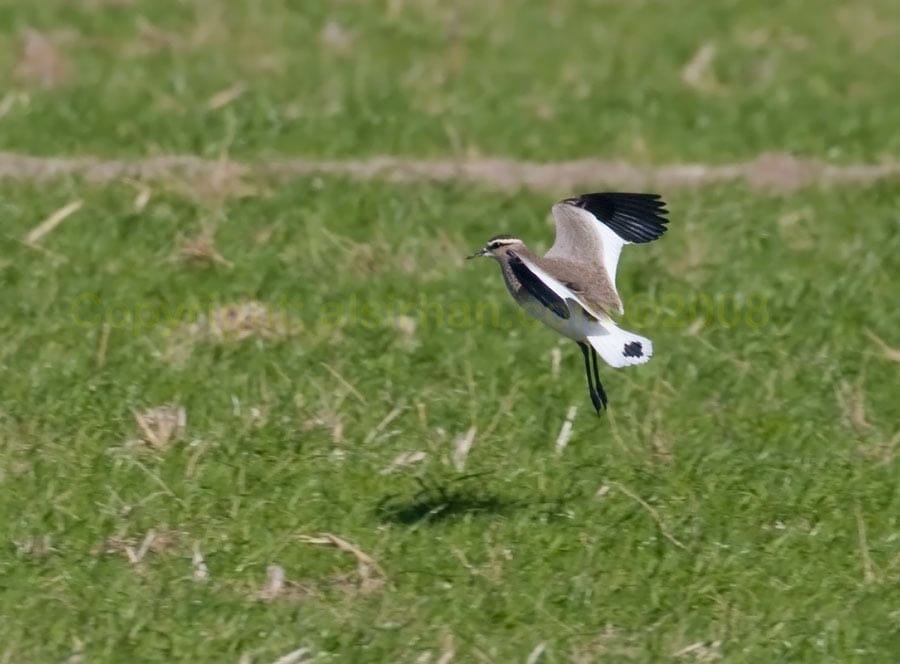 Sociable Lapwing landing