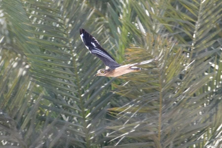 Eurasian Stone-curlew took off a tree