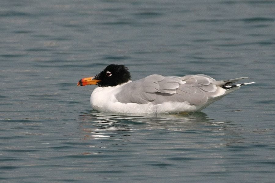 Great black-headed Gull swimming in water